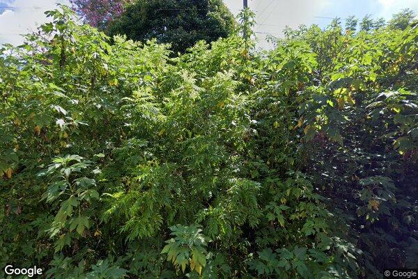 Leonardo da Silva Guimaraes